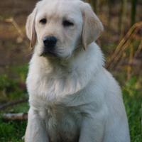 Labrador retriever cuccioli maschi miele 3 mesi