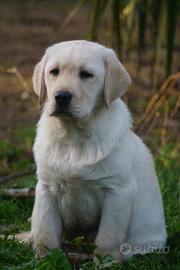 Labrador retriever cuccioli maschi miele 3 mesi
