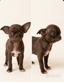 Chihuahua Pedigree ENCI