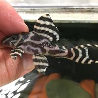 Hypancistrus L333