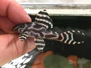 Hypancistrus L333