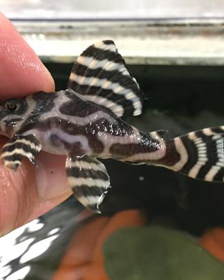 Hypancistrus L333