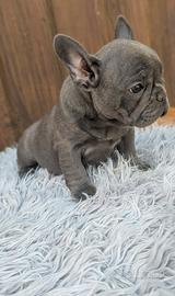 Bulldog francese blu merle