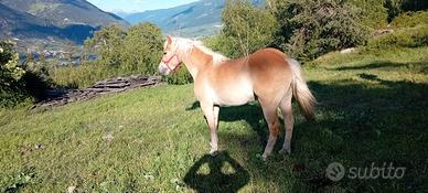 Cavalla haflinger di 4 anni