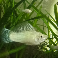 Poecilia velifera - White snow