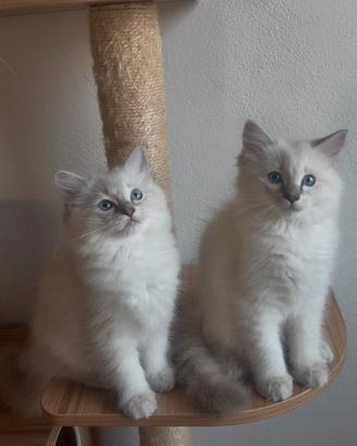 Cuccioli di Ragdoll con pedigree