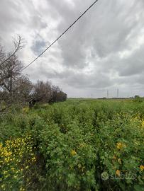 Terreno agricolo Puglia Brindisi accesso diretto