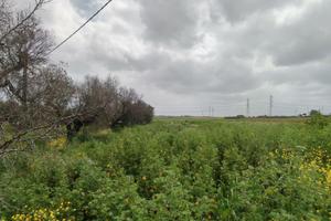 Terreno agricolo Puglia Brindisi accesso diretto