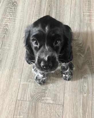 Cocker tricolor