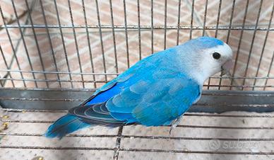 Inseparabile Maggiorato 2025