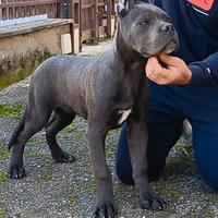 Cane Corso cucciolo