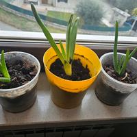 piantine di aloe vera