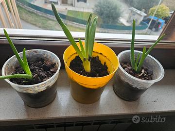 piantine di aloe vera