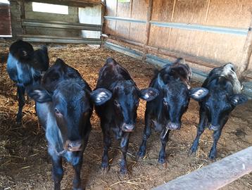 Vitelle angus