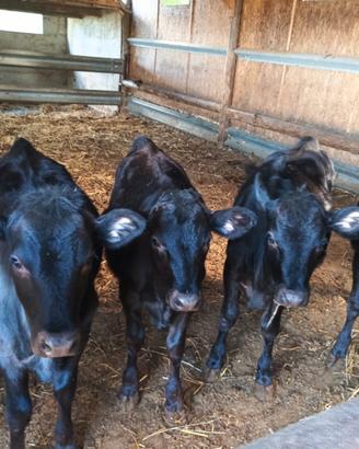 Vitelle angus