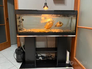 Acquario/Tartarughiera