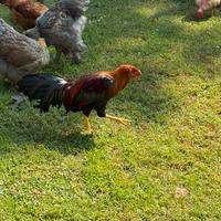 Gallo brahma minoiki