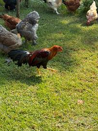 Gallo brahma minoiki