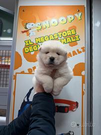 Cucciolo di Chow Chow