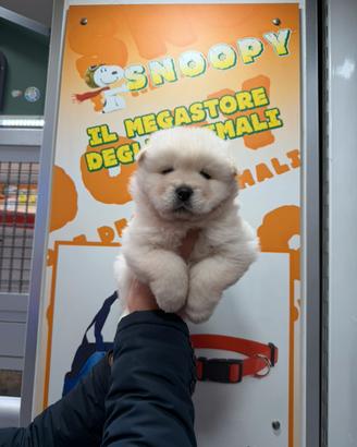 Cucciolo di Chow Chow