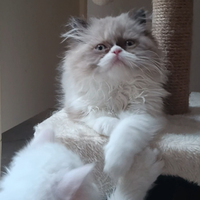 Gattino persiano