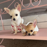 Chihuahua messicano toy