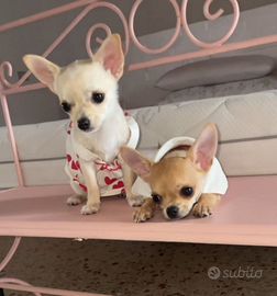 Chihuahua messicano toy