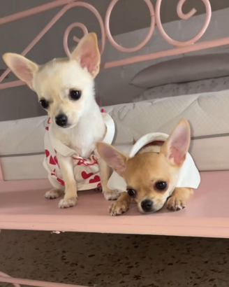 Chihuahua messicano toy