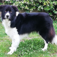 Border collie per riproduzione