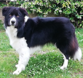 Border collie per riproduzione