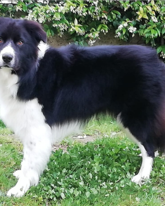 Border collie per riproduzione