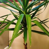 iucca yucca tronchetto felicità