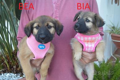 Cucciolette bea e Bia, adorabili