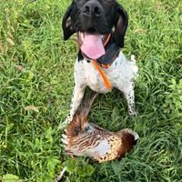 Pointer