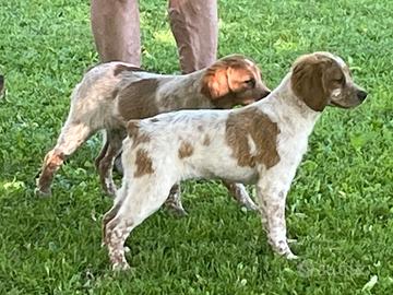 Cuccioloni Epagneul Bretton