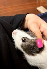 Cavia liscia giocherellona e adorabile di 6 mesi