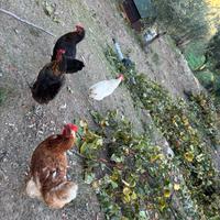 Animali da cortile galline tacchini piccioni