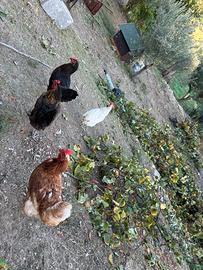 Animali da cortile galline tacchini piccioni