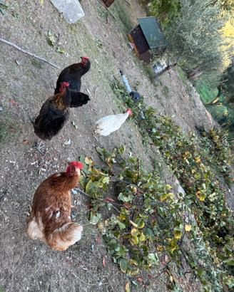 Animali da cortile galline tacchini piccioni