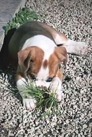 Cuccioli di American Staffordshire Terrier