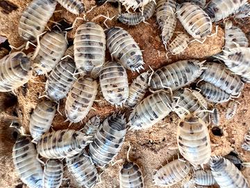 Porcellio laevis dairy cow
