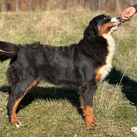 Femmina bovaro del bernese adulta