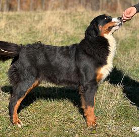 Femmina bovaro del bernese adulta