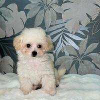 Barboncini maschietti