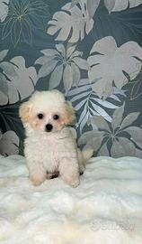 Barboncini maschietti