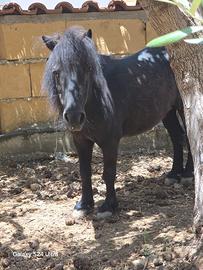 pony femmina 
