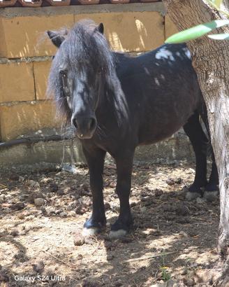 pony femmina 