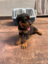 Cuccioli di rottwailer
