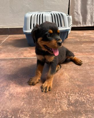 Cuccioli di rottwailer