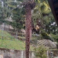 Palma trachicarpus fortunei adulta